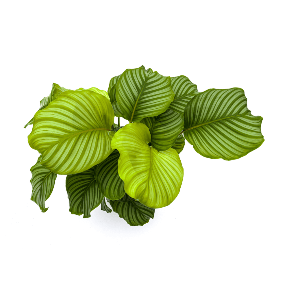 Calathea Orbifolia
