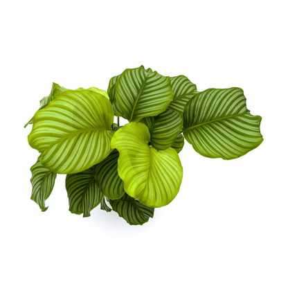 Calathea Orbifolia