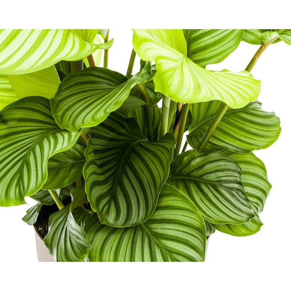 Calathea Orbifolia