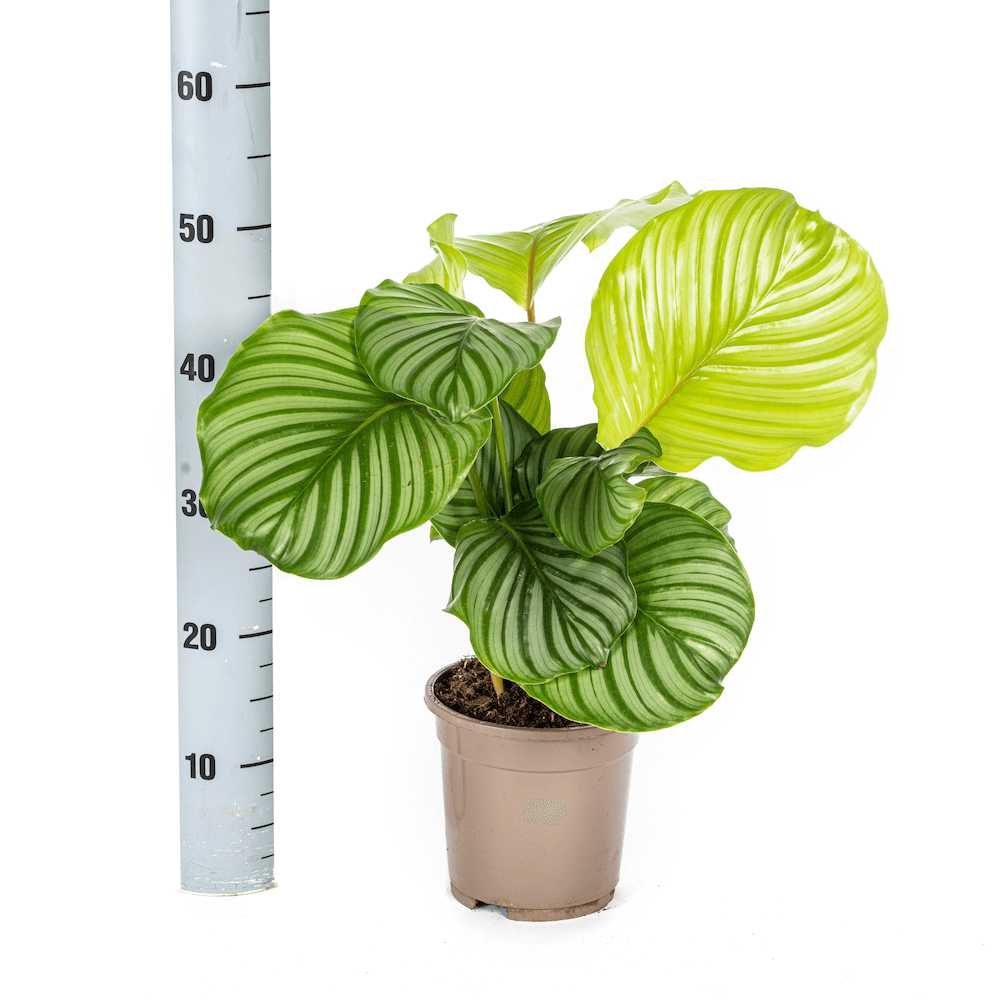 Calathea Orbifolia
