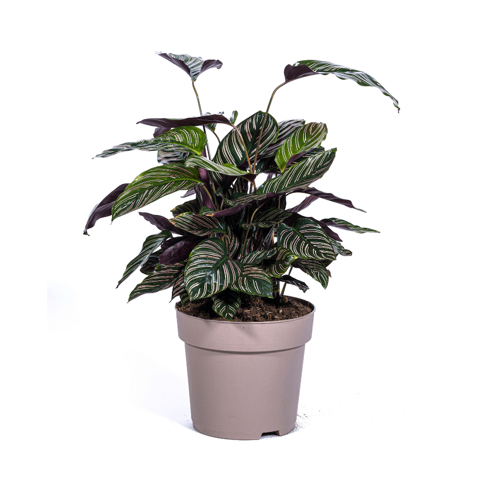 Calathea Ornata Sanderiana