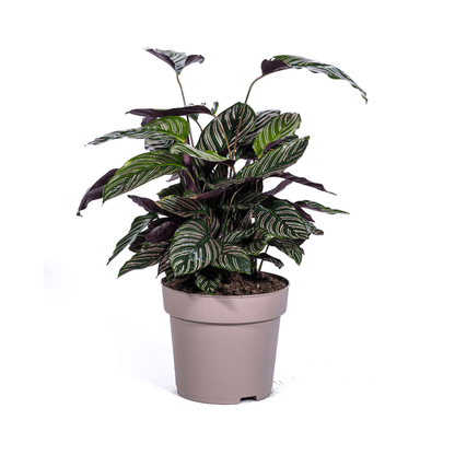 Calathea Ornata Sanderiana