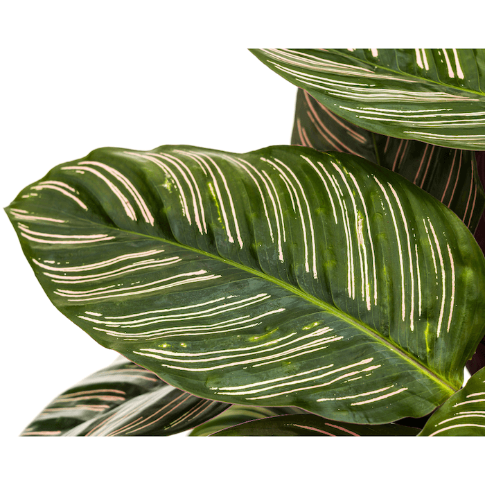 Calathea Ornata Sanderiana
