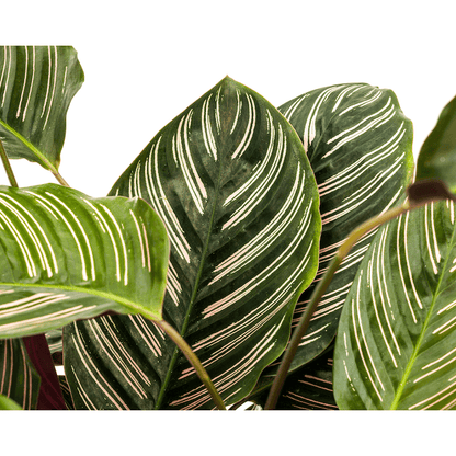 Calathea Ornata Sanderiana