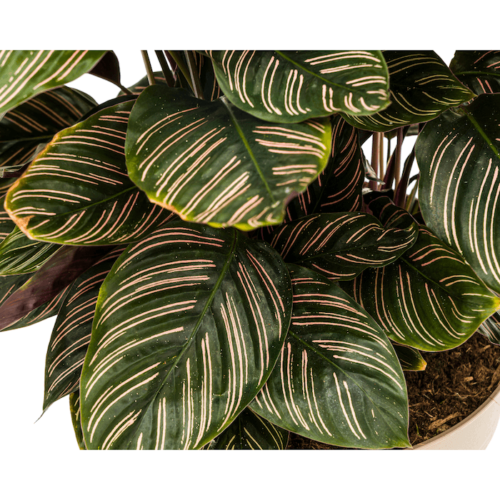 Calathea Ornata Sanderiana