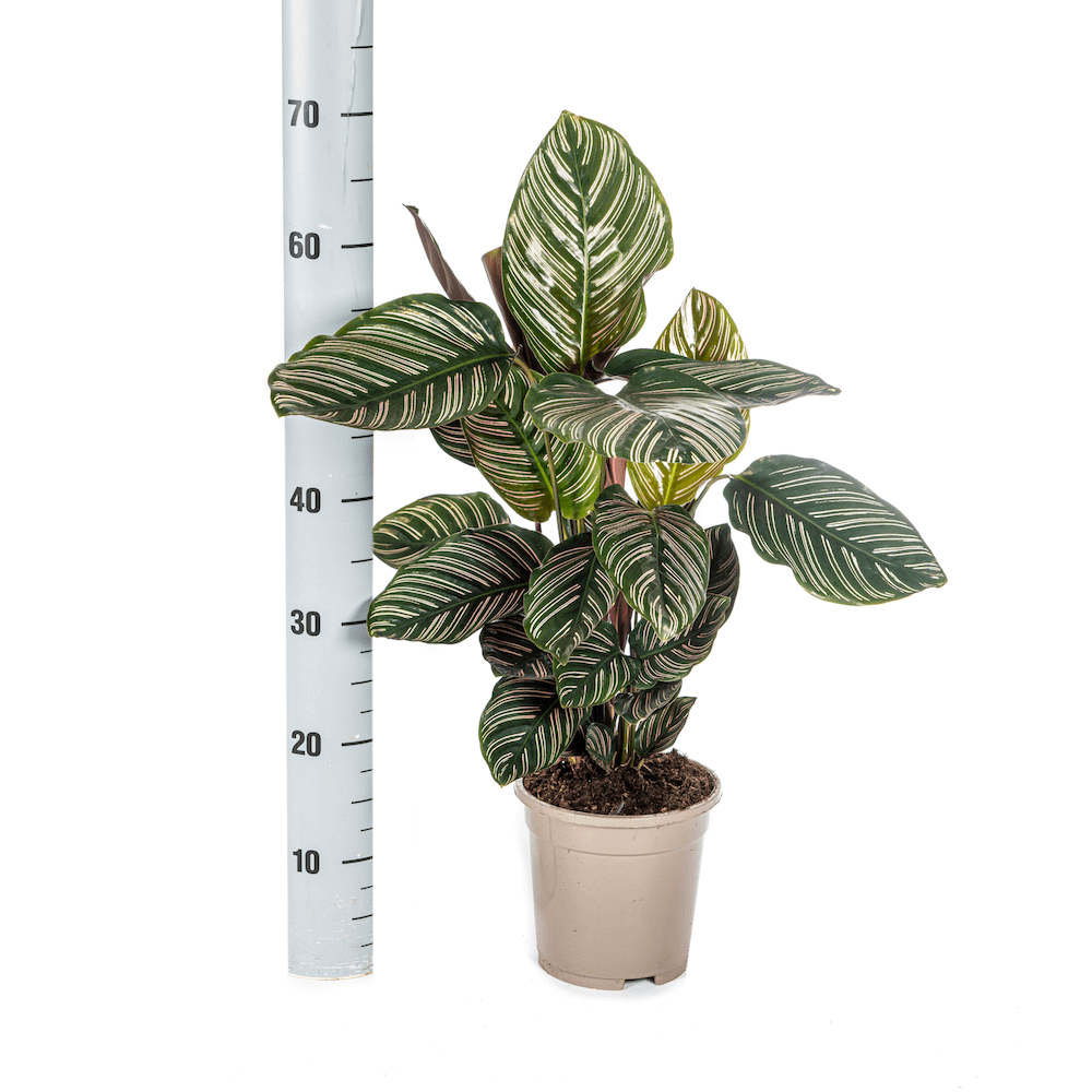 Calathea Ornata Sanderiana