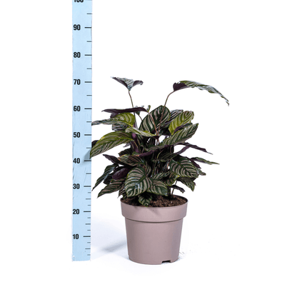Calathea Ornata Sanderiana