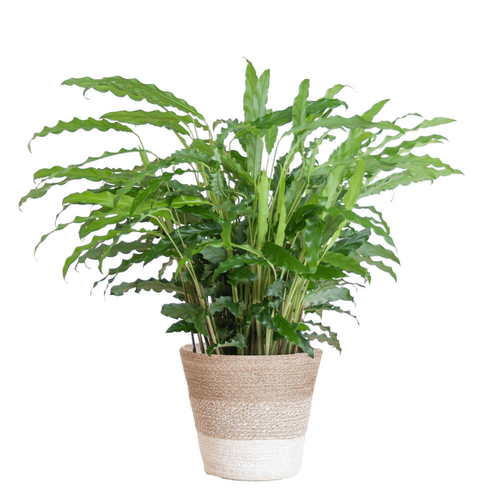 Calathea Rufibarba