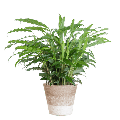 Calathea Rufibarba
