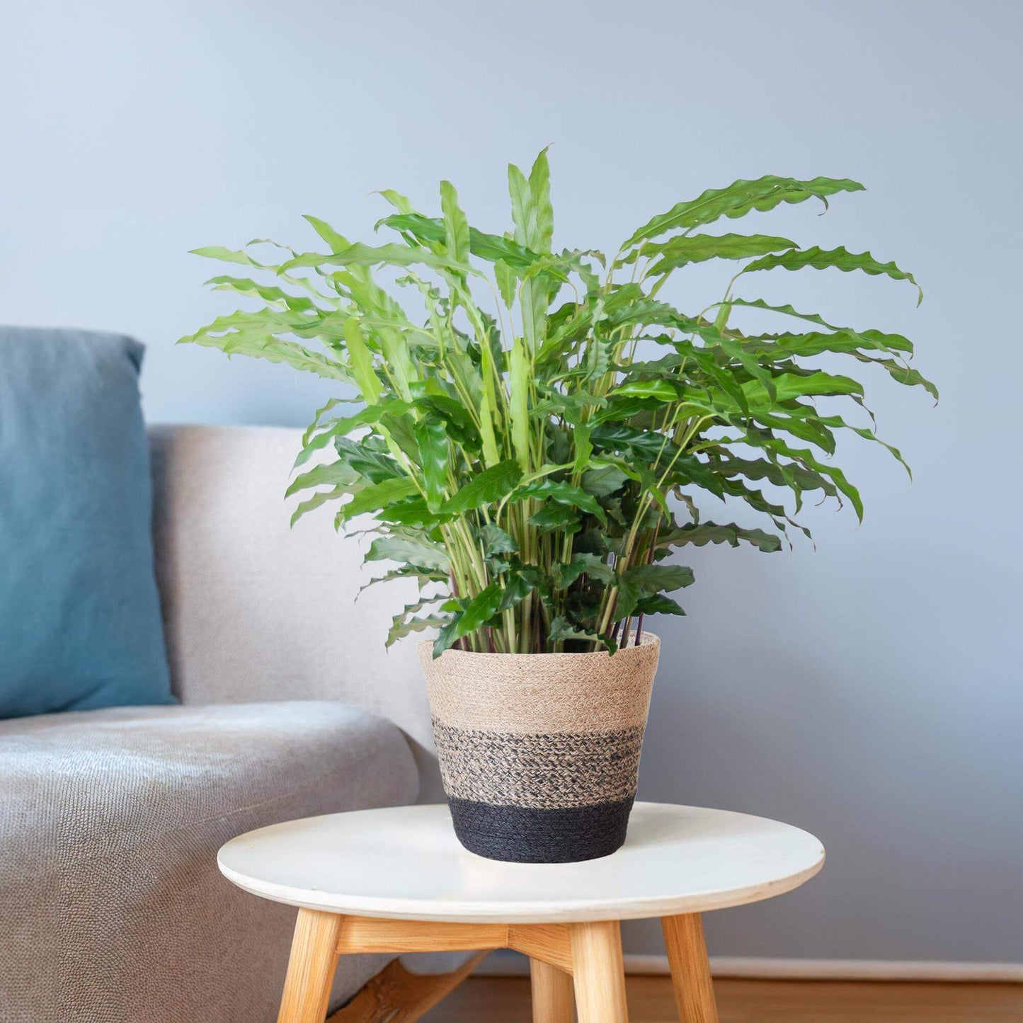 Calathea Rufibarba