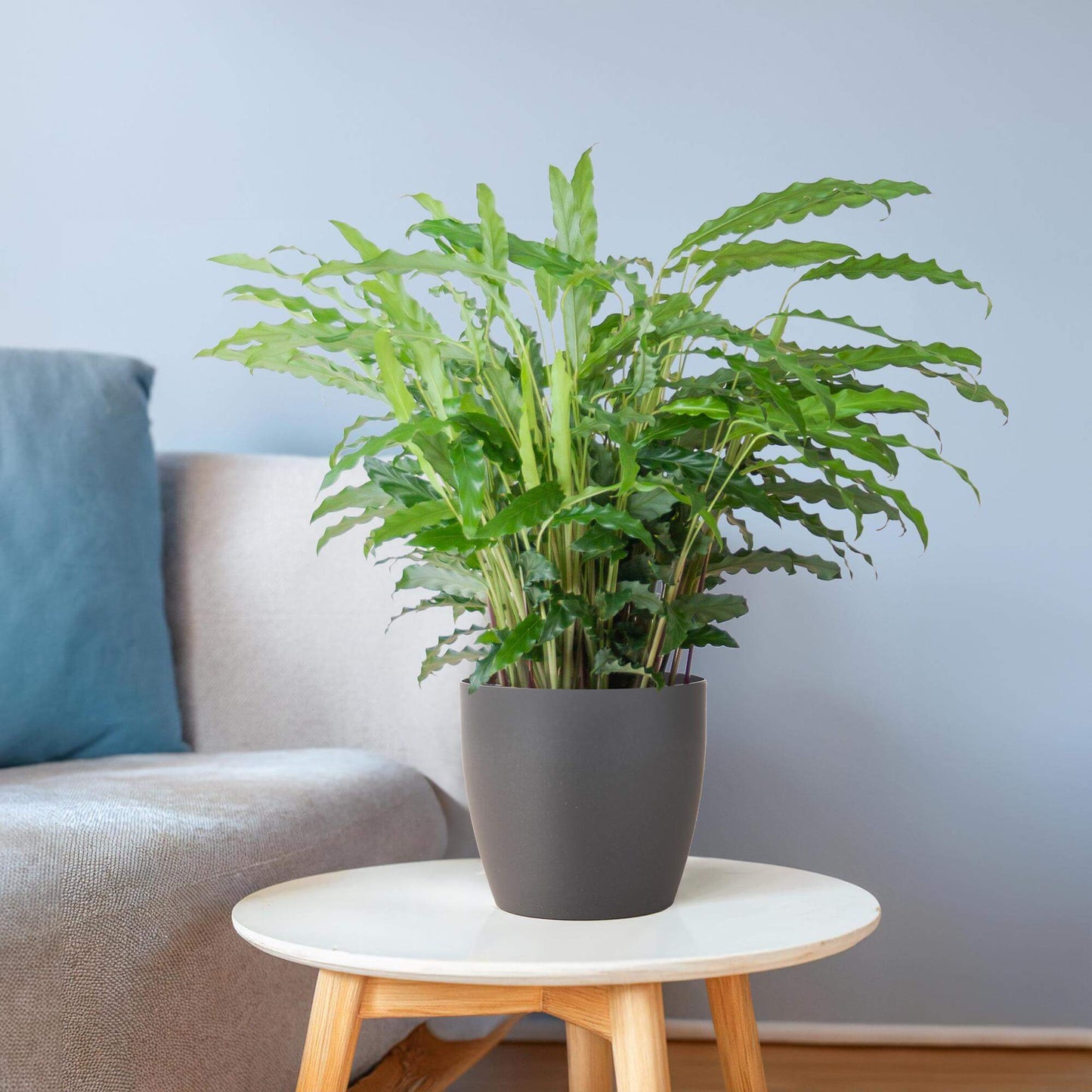 Calathea Rufibarba