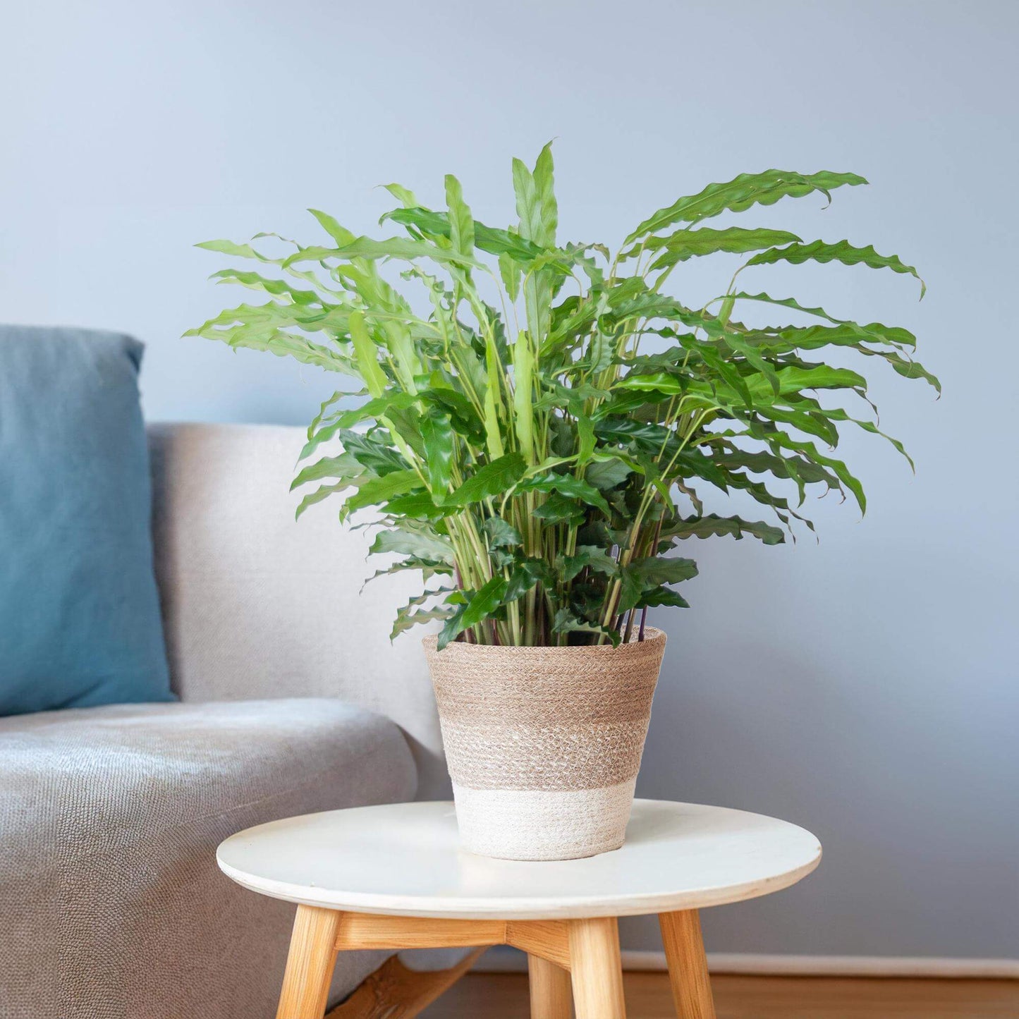 Calathea Rufibarba