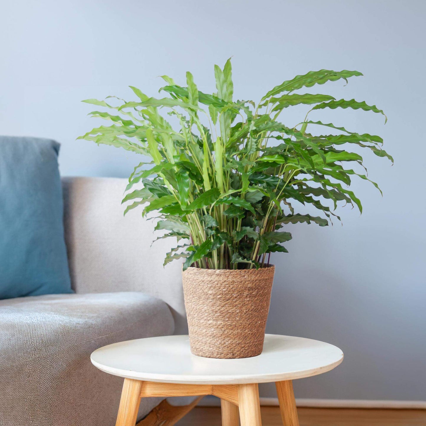 Calathea Rufibarba