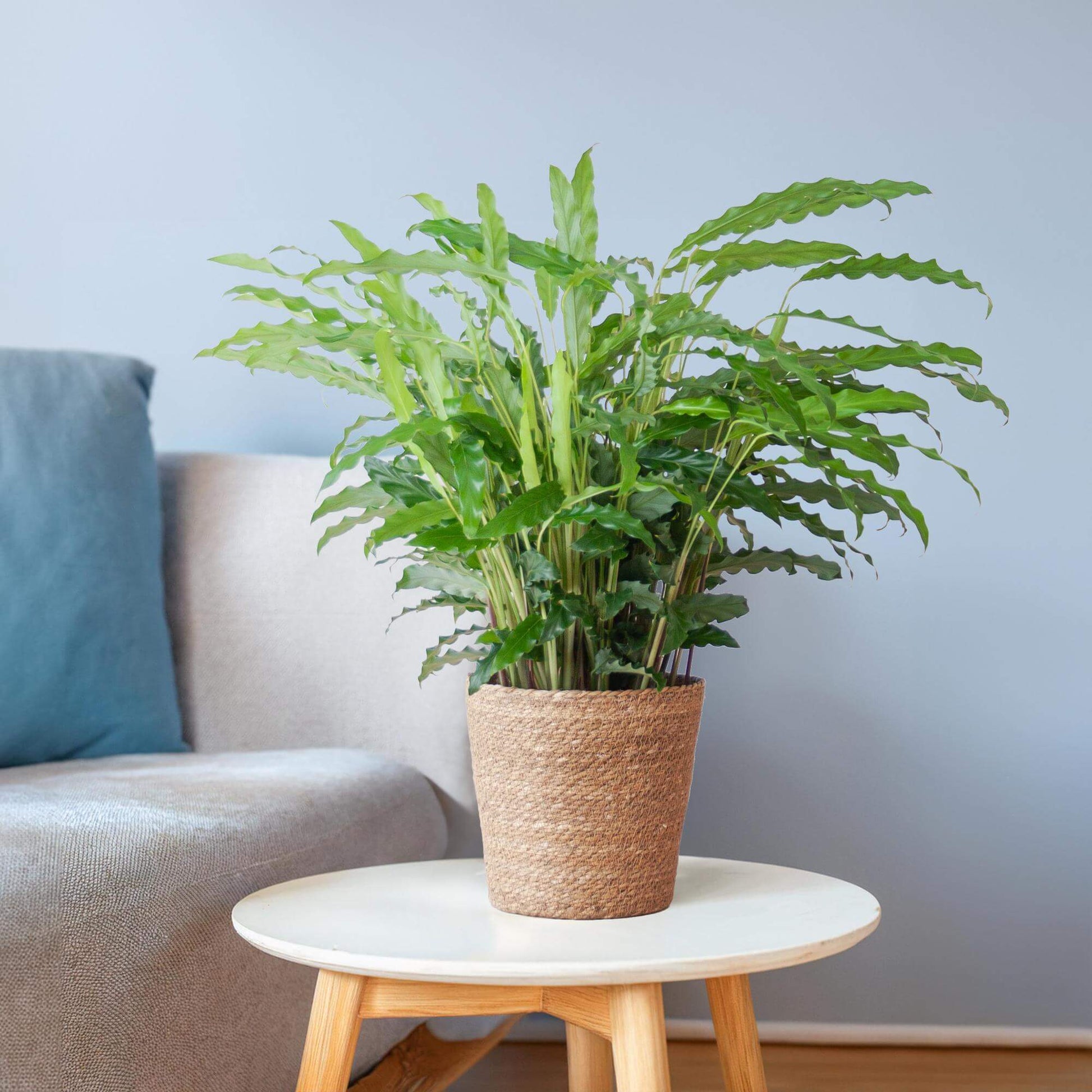 Calathea Rufibarba
