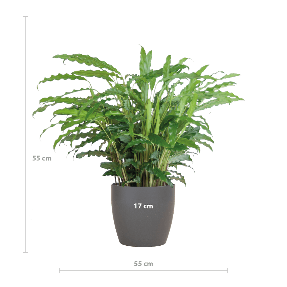 Calathea Rufibarba