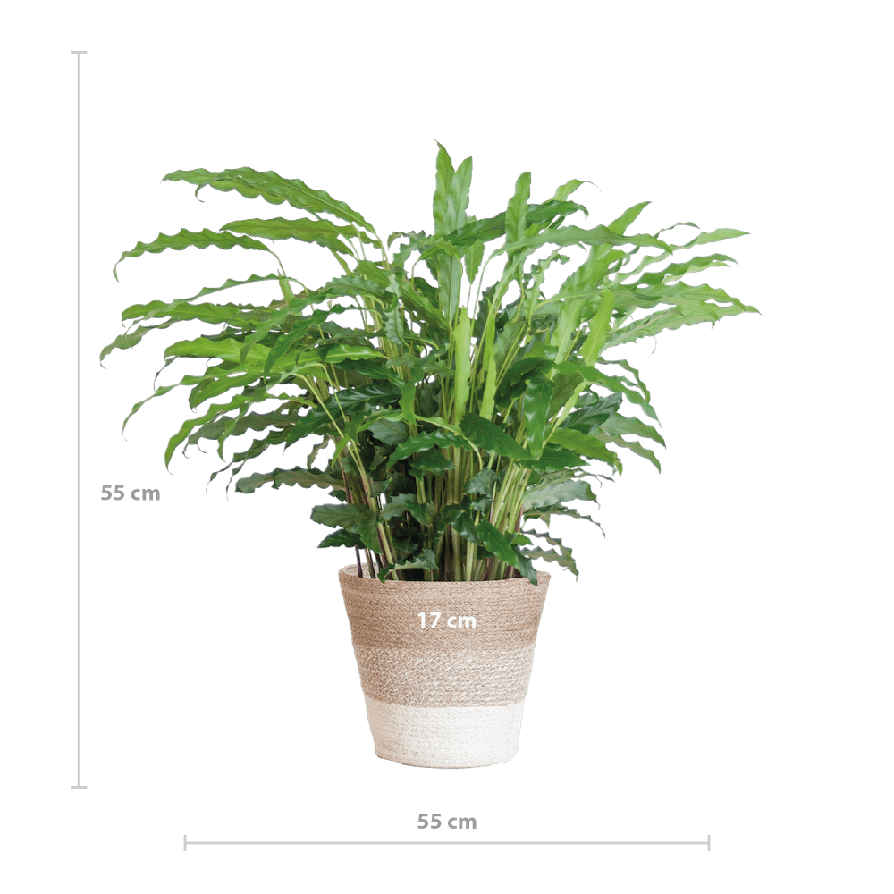 Calathea Rufibarba