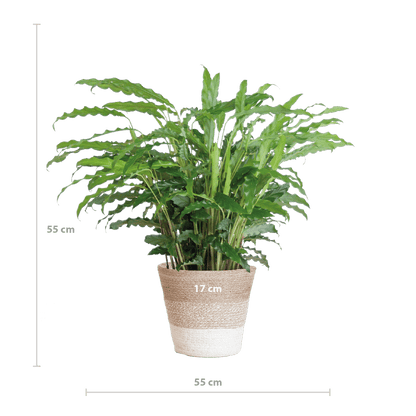 Calathea Rufibarba