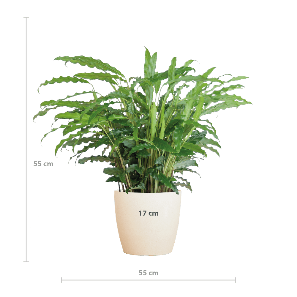 Calathea Rufibarba