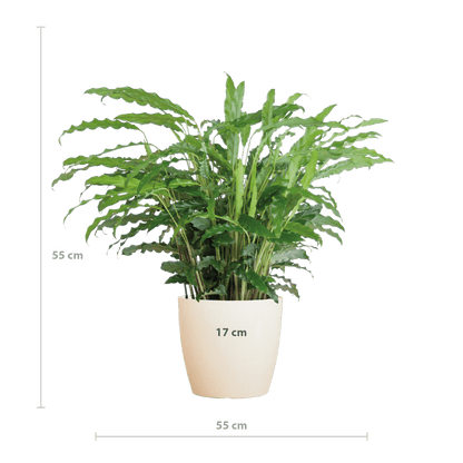 Calathea Rufibarba
