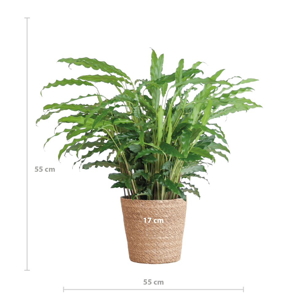 Calathea Rufibarba