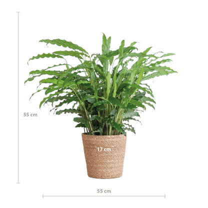 Calathea Rufibarba