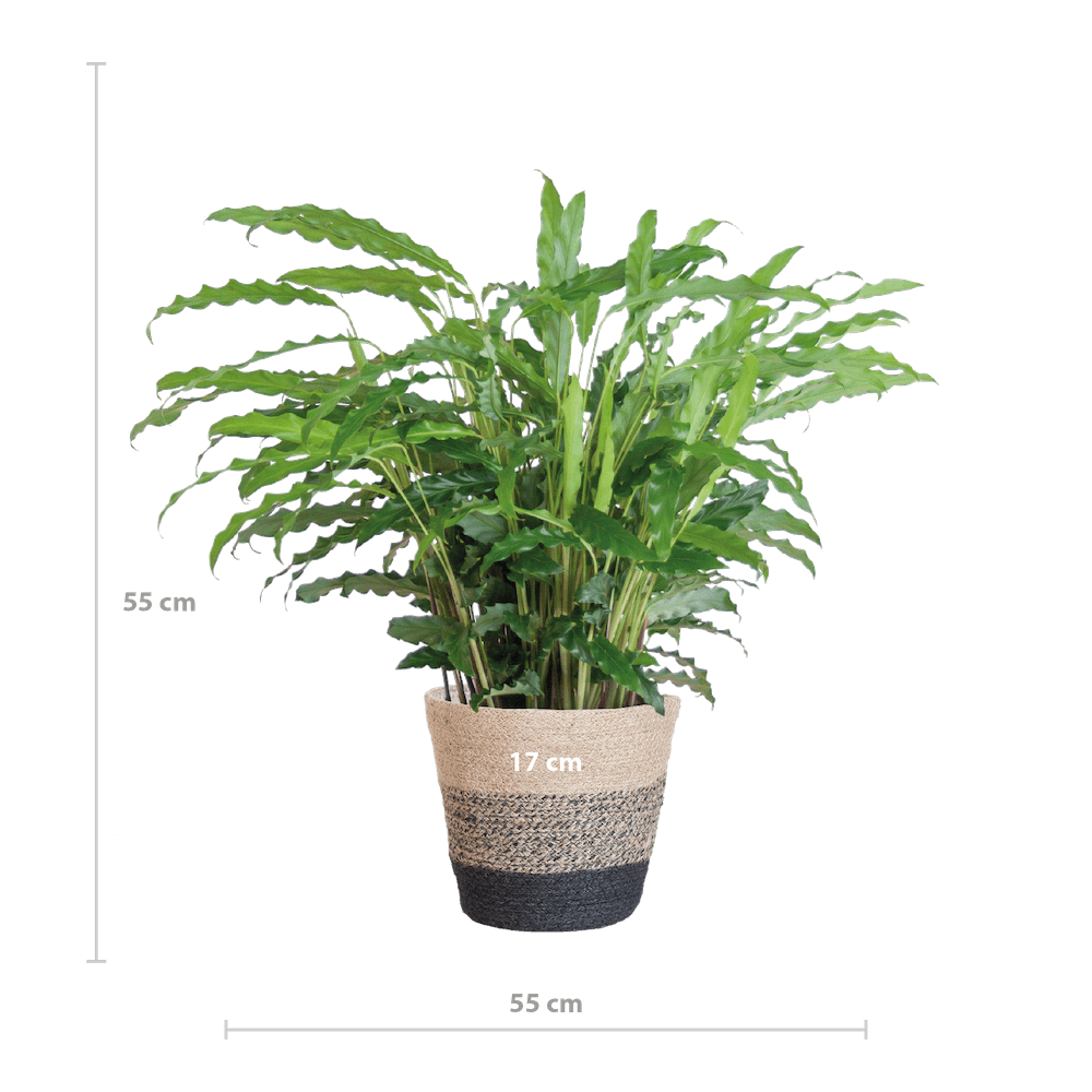 Calathea Rufibarba