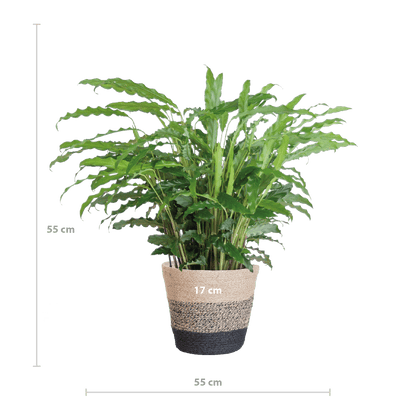 Calathea Rufibarba