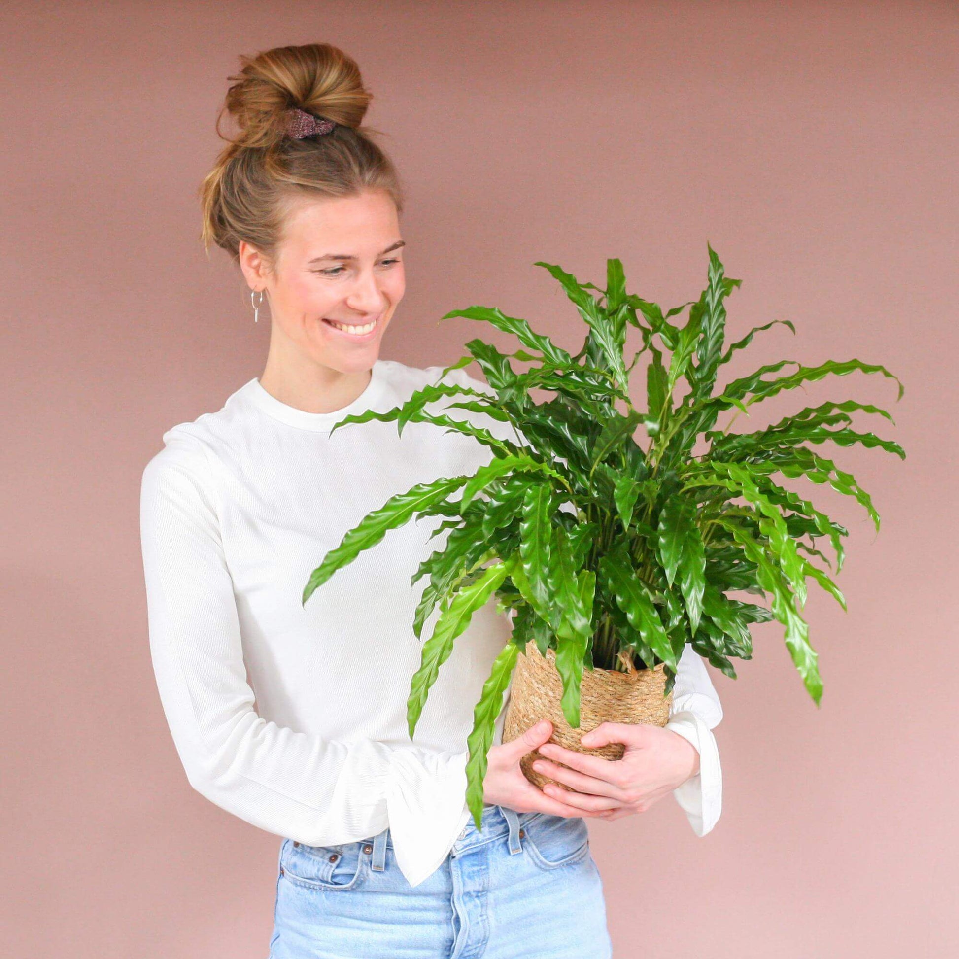 Calathea Rufibarba