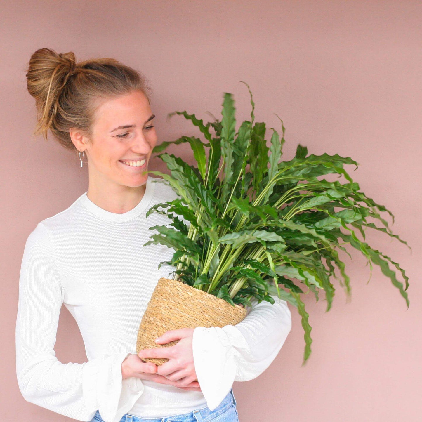 Calathea Rufibarba