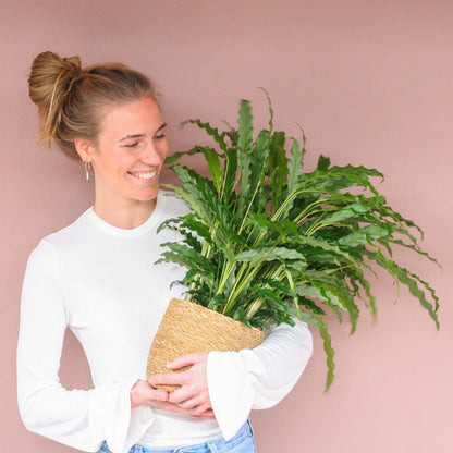 Calathea Rufibarba