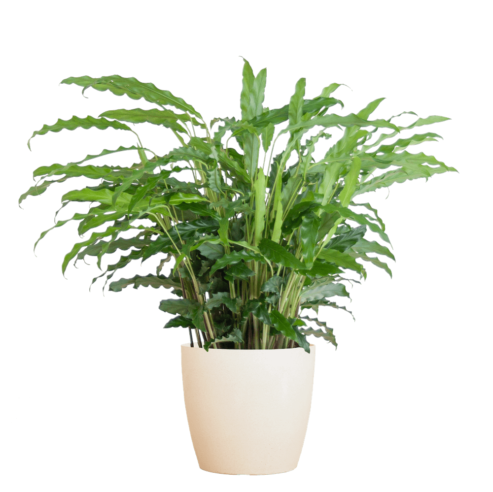 Calathea Rufibarba