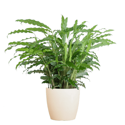 Calathea Rufibarba
