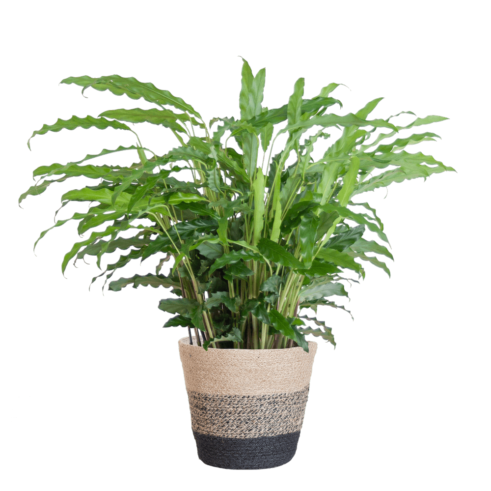 Calathea Rufibarba