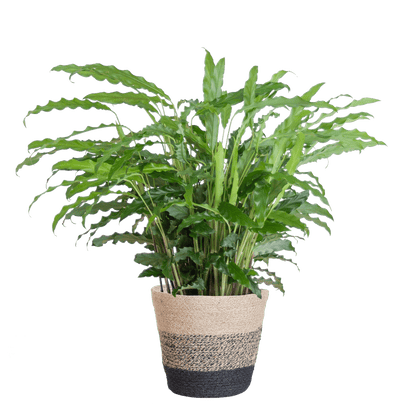 Calathea Rufibarba
