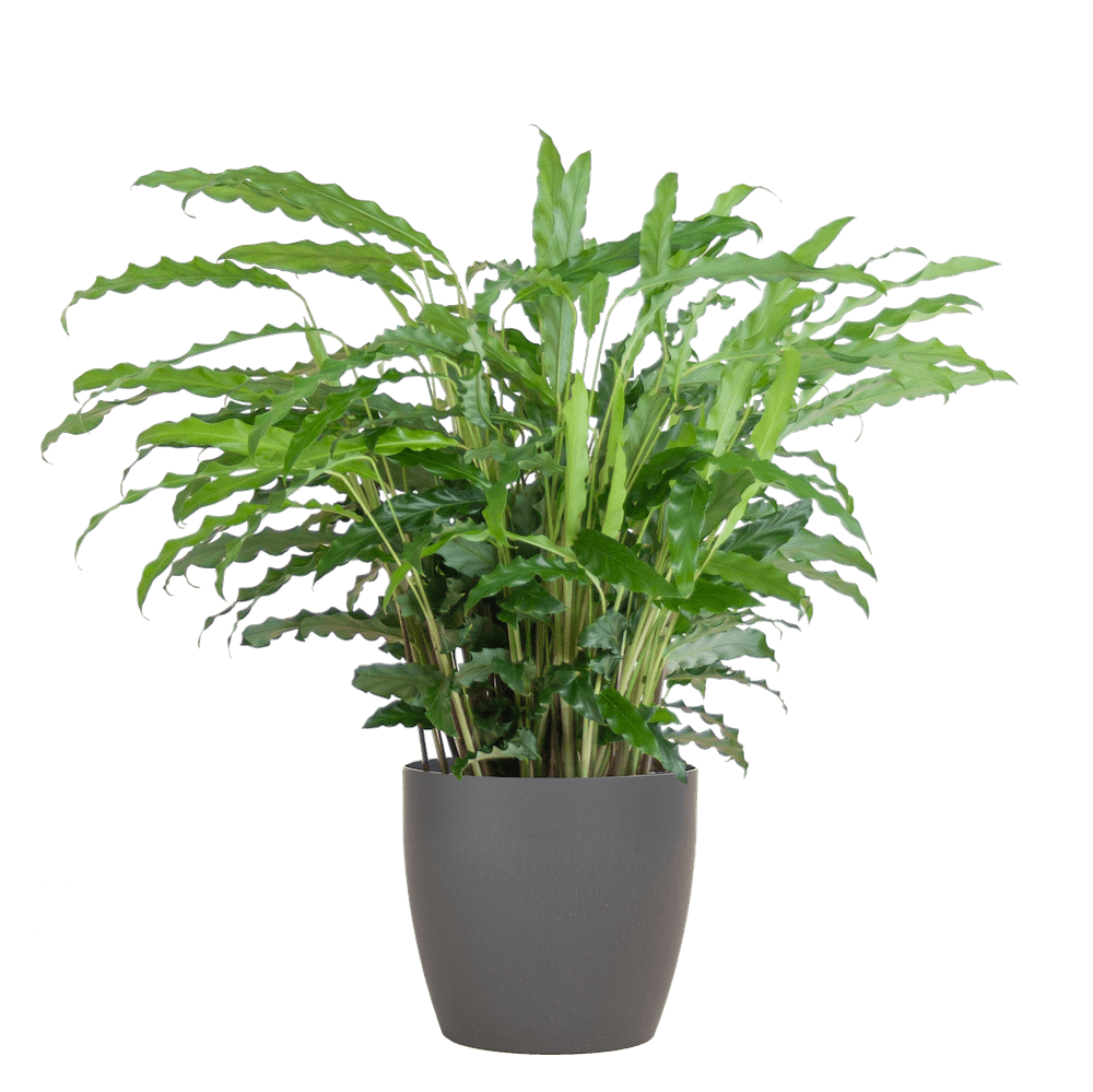 Calathea Rufibarba