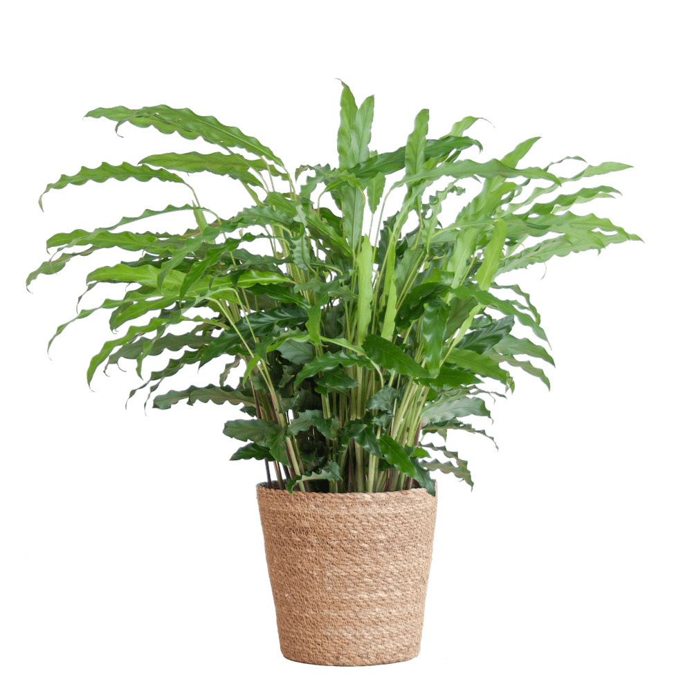 Calathea Rufibarba