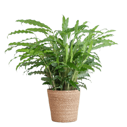 Calathea Rufibarba