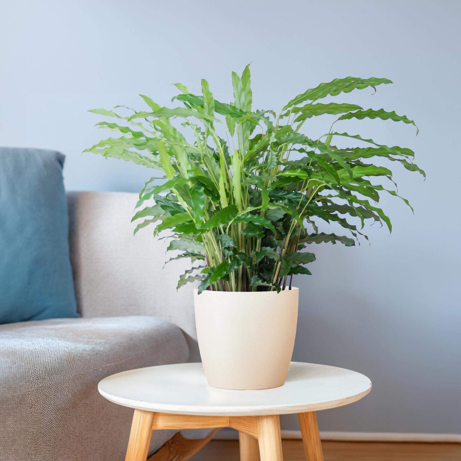 Calathea Rufibarba