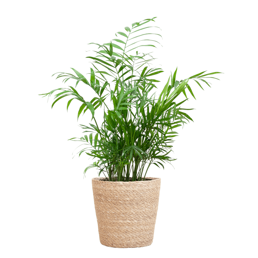 Chamadorea Elegans