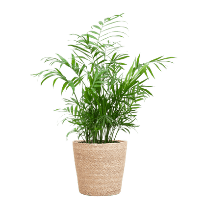 Chamadorea Elegans