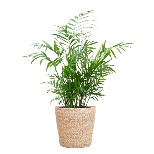 Chamadorea Elegans