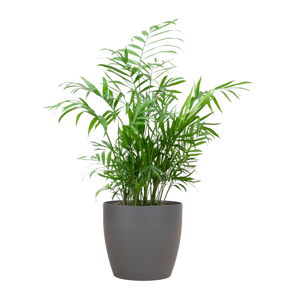 Chamadorea Elegans