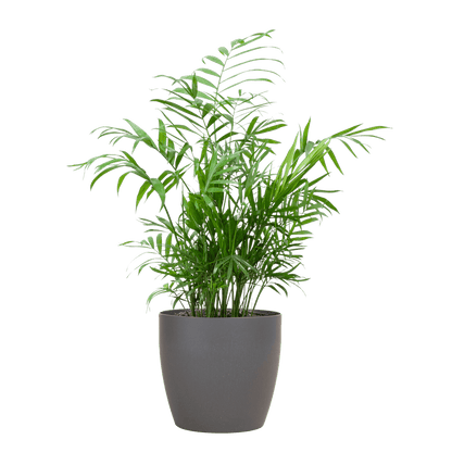 Chamadorea Elegans