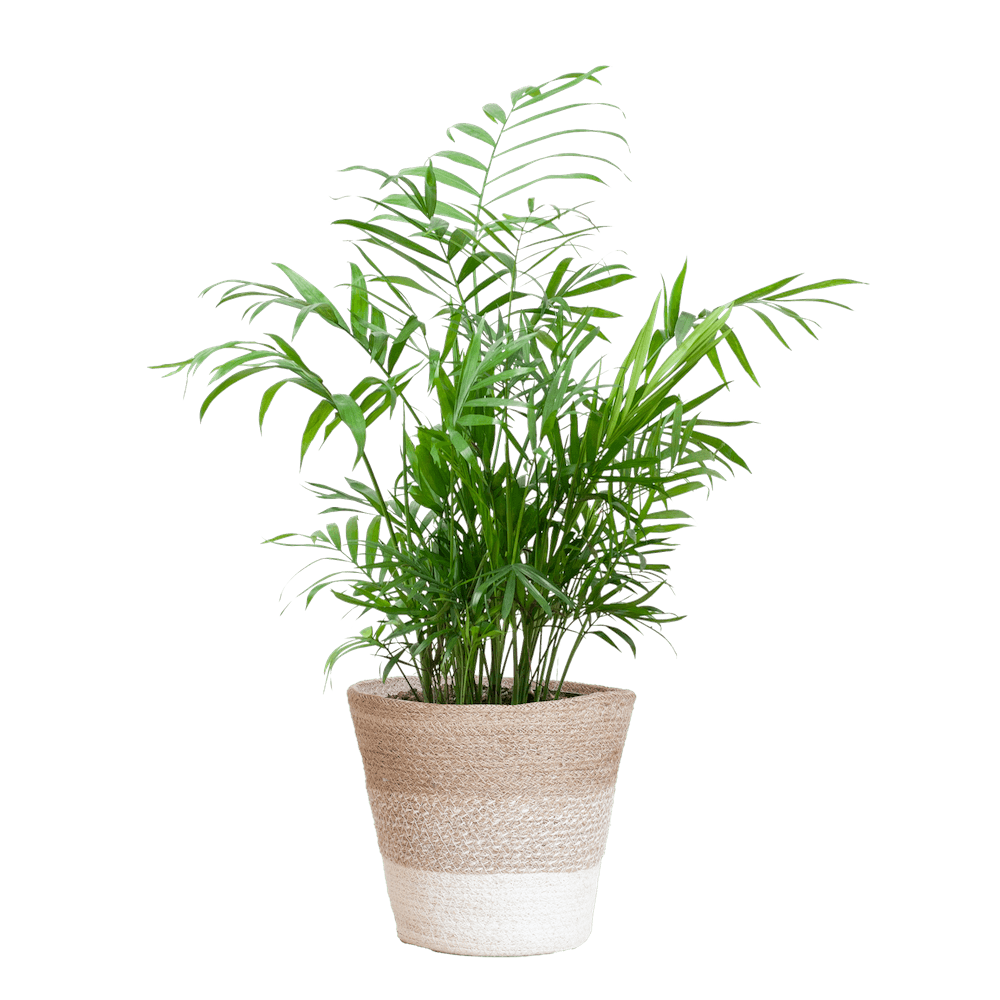 Chamadorea Elegans