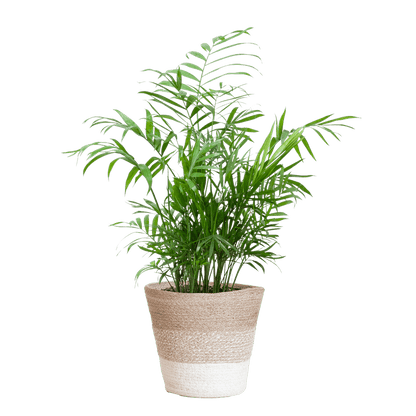 Chamadorea Elegans