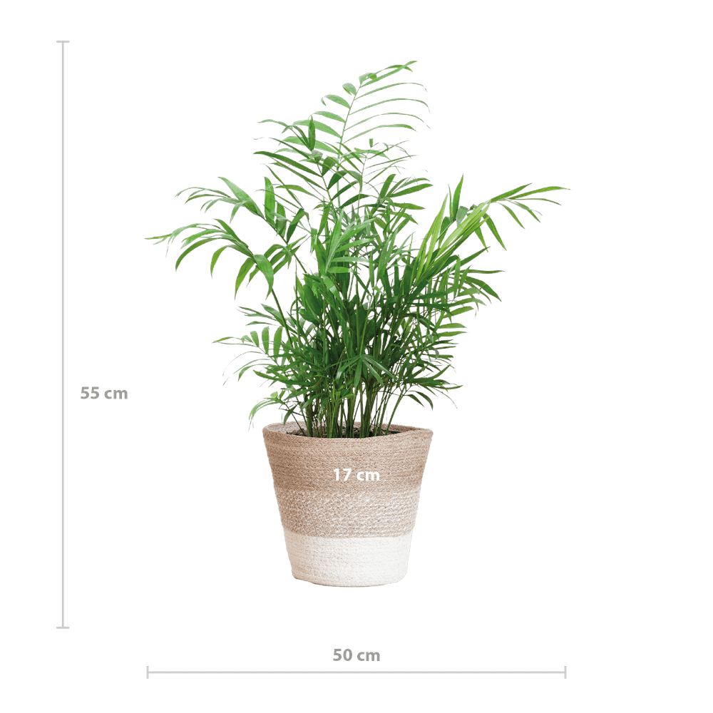 Chamadorea Elegans