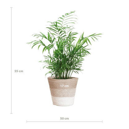 Chamadorea Elegans