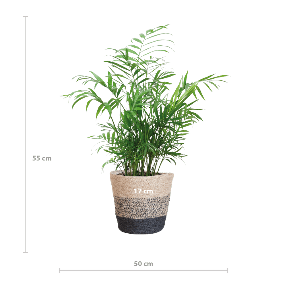 Chamadorea Elegans