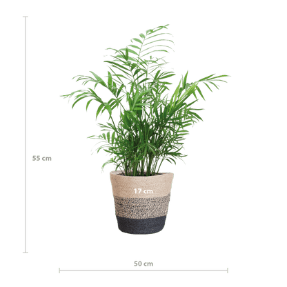 Chamadorea Elegans