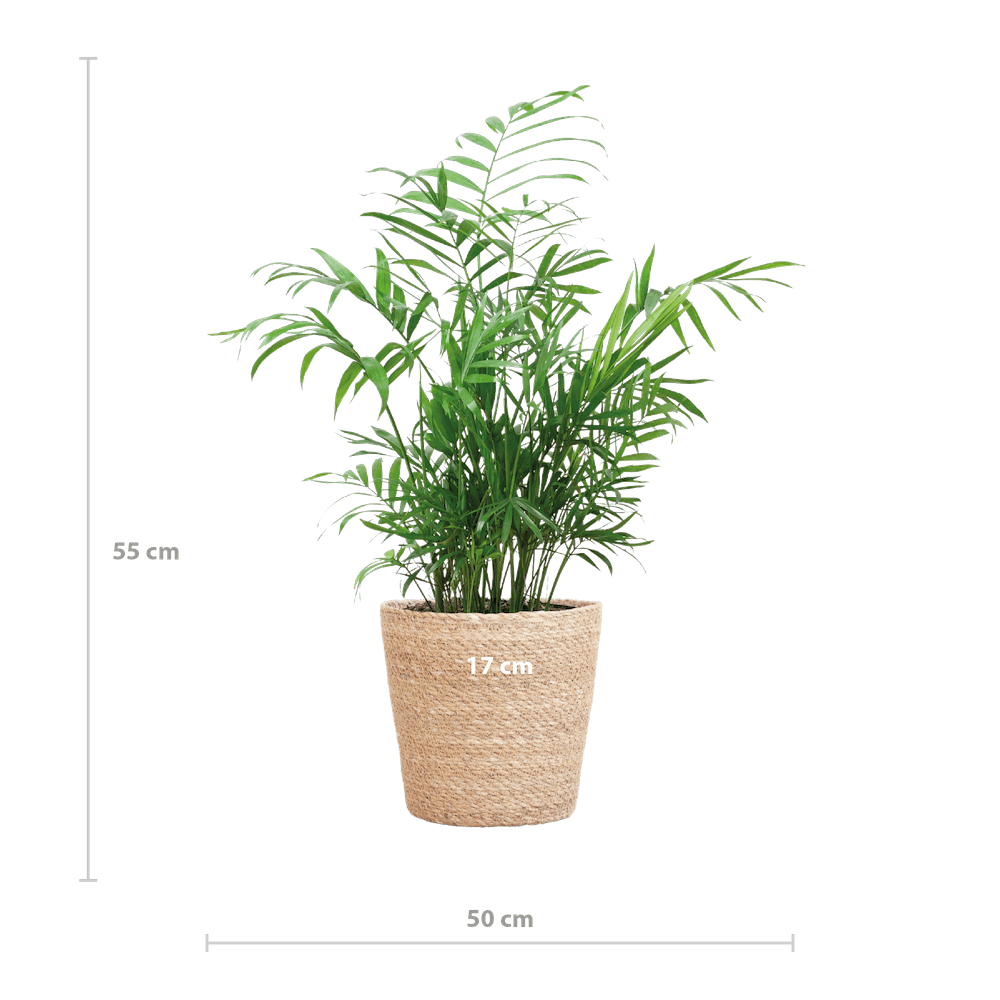 Chamadorea Elegans